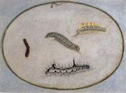 Maria Sibylla Merian Caterpillars Spain oil painting artist